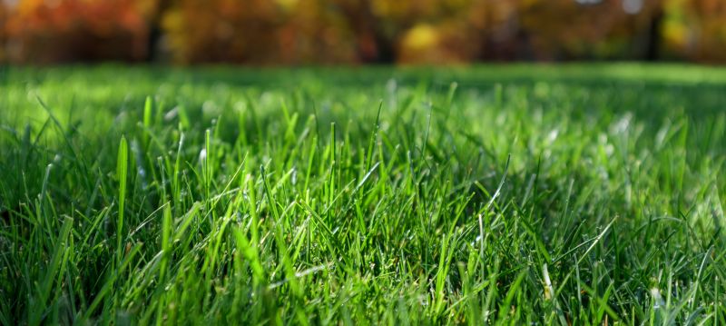 Seasonal Lawn Growth