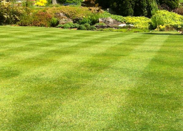 Commercial Grass Cutting in Duluth