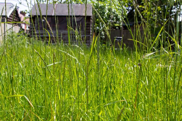 Overgrown Lawn Trimming in Duluth