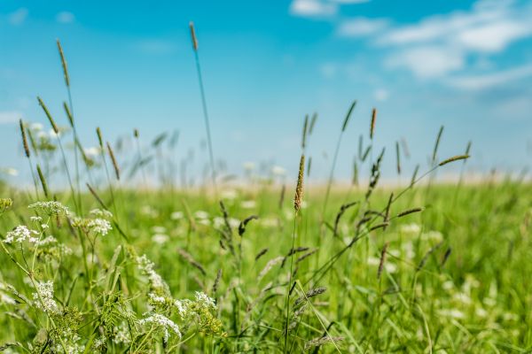 High Grass Trimming in Duluth
